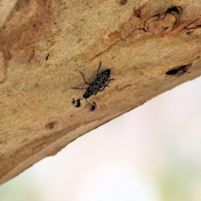 Rhipicera (Agathorhipis) femorata (Feather-horned beetle) at Wodonga - 5 Mar 2022 by KylieWaldon