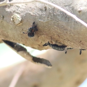 Rhipicera femorata at Gateway Island, VIC - 6 Mar 2022 10:02 AM