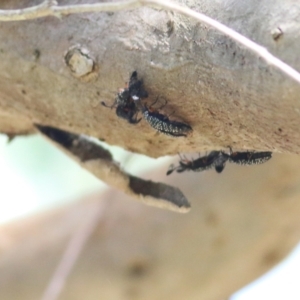 Rhipicera femorata at Gateway Island, VIC - 6 Mar 2022 10:02 AM