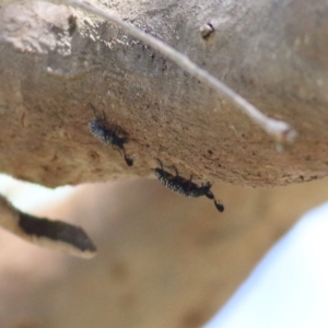 Rhipicera femorata at Gateway Island, VIC - 6 Mar 2022 10:02 AM