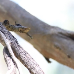 Rhipicera (Agathorhipis) femorata at Gateway Island, VIC - 6 Mar 2022