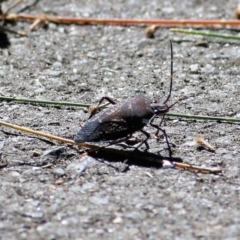 Poecilometis sp. (genus) (A Gum Tree Shield Bug) at Gateway Island, VIC - 6 Mar 2022 by KylieWaldon