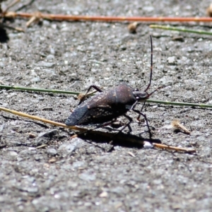 Poecilometis sp. (genus) at Gateway Island, VIC - 6 Mar 2022 10:14 AM