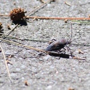 Poecilometis sp. (genus) at Gateway Island, VIC - 6 Mar 2022 10:14 AM