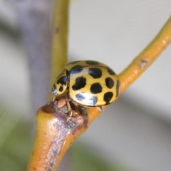 Harmonia conformis (Common Spotted Ladybird) at Mount Taylor - 5 Mar 2022 by MatthewFrawley