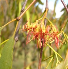 Amyema miquelii (Box Mistletoe) at Mount Taylor - 5 Mar 2022 by MatthewFrawley