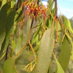 Amyema miquelii at Fisher, ACT - 6 Mar 2022 10:59 AM