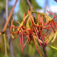 Amyema miquelii at Fisher, ACT - 6 Mar 2022