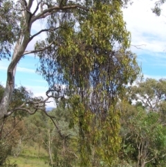 Amyema miquelii at Fisher, ACT - 6 Mar 2022 10:59 AM