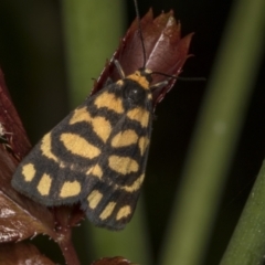 Asura lydia (Lydia Lichen Moth) at Higgins, ACT - 5 Mar 2022 by AlisonMilton