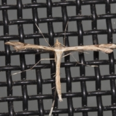 Sinpunctiptilia emissalis (Speedwell Pterror) at Higgins, ACT - 11 Feb 2022 by AlisonMilton