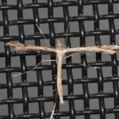 Sinpunctiptilia emissalis (Speedwell Pterror) at Higgins, ACT - 11 Feb 2022 by AlisonMilton