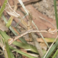 Sinpunctiptilia emissalis at Higgins, ACT - 21 Jan 2022