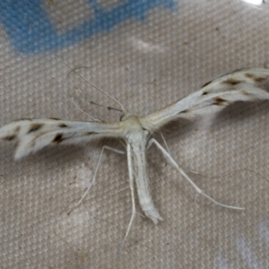 Wheeleria spilodactylus at Higgins, ACT - 18 Jan 2022