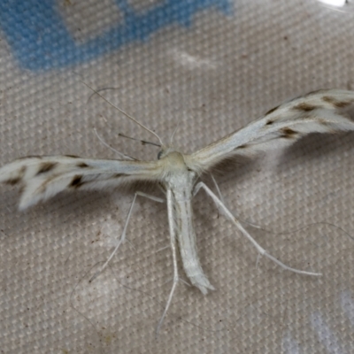 Wheeleria spilodactylus (Horehound plume moth) at Higgins, ACT - 18 Jan 2022 by AlisonMilton