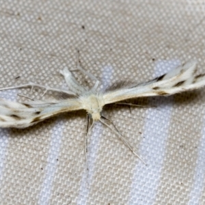 Wheeleria spilodactylus at Higgins, ACT - 18 Jan 2022