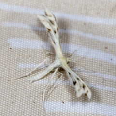 Wheeleria spilodactylus at Higgins, ACT - 18 Jan 2022