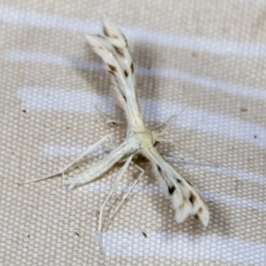 Wheeleria spilodactylus at Higgins, ACT - 18 Jan 2022 04:12 PM