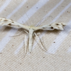 Wheeleria spilodactylus at Higgins, ACT - 18 Jan 2022 04:12 PM