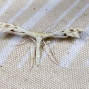 Wheeleria spilodactylus at Higgins, ACT - 18 Jan 2022 04:12 PM