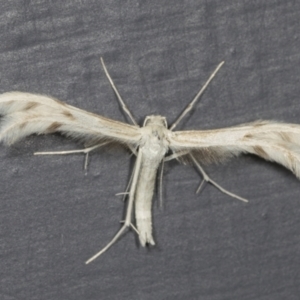 Wheeleria spilodactylus at Higgins, ACT - 1 Feb 2022