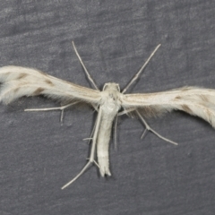 Wheeleria spilodactylus (Horehound plume moth) at Higgins, ACT - 31 Jan 2022 by AlisonMilton