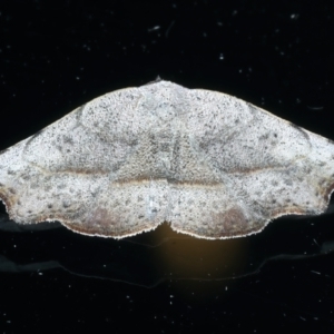 Sophta concavata at Ainslie, ACT - 3 Mar 2022