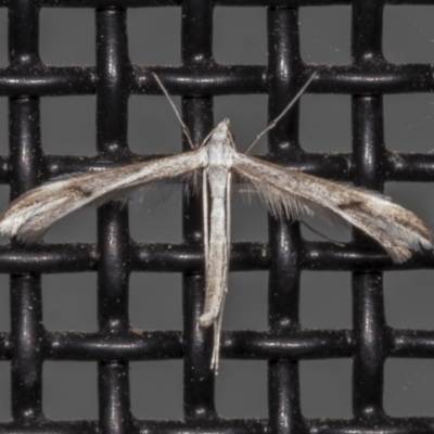 Platyptilia celidotus (Plume Moth) at Higgins, ACT - 4 Mar 2022 by AlisonMilton