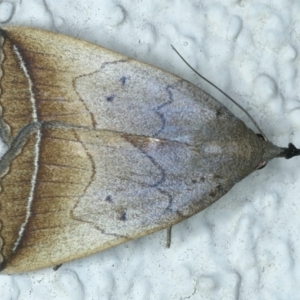 Simplicia armatalis at Ainslie, ACT - 1 Mar 2022 08:29 PM