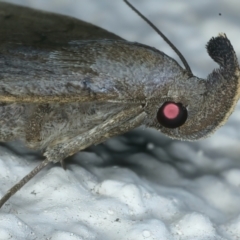 Simplicia armatalis at Ainslie, ACT - 1 Mar 2022 08:29 PM