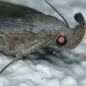 Simplicia armatalis at Ainslie, ACT - 1 Mar 2022