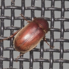 Sericesthis nigrolineata (Dusky pasture scarab) at Higgins, ACT - 4 Mar 2022 by AlisonMilton