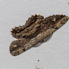 Scioglyptis lyciaria (White-patch Bark Moth) at Higgins, ACT - 4 Mar 2022 by AlisonMilton
