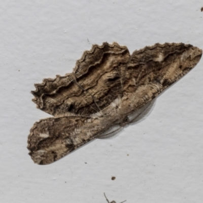Scioglyptis lyciaria (White-patch Bark Moth) at Higgins, ACT - 4 Mar 2022 by AlisonMilton