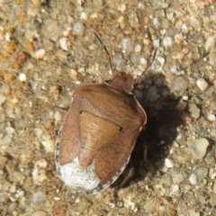 Dictyotus caenosus (Brown Shield Bug) at Pialligo, ACT - 3 Mar 2022 by Christine