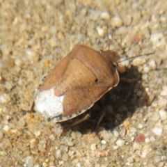 Dictyotus caenosus at Pialligo, ACT - 3 Mar 2022