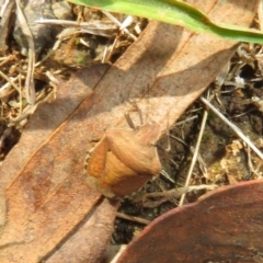 Dictyotus caenosus at Pialligo, ACT - 3 Mar 2022