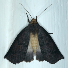Fisera sp nr eribola (Geometer moth) at Ainslie, ACT - 4 Mar 2022 by jb2602