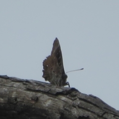 Ogyris olane (Broad-margined Azure) at Molonglo Valley, ACT - 3 Mar 2022 by Christine