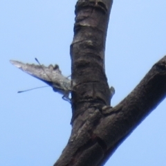 Ogyris olane at Molonglo Valley, ACT - 3 Mar 2022