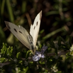 Pieris rapae (Cabbage White) at Holt, ACT - 7 Mar 2022 by Margo