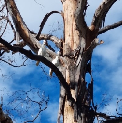 Cacatua sanguinea (Little Corella) at Richardson, ACT - 6 Mar 2022 by pixelnips