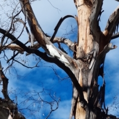 Cacatua sanguinea at Richardson, ACT - 7 Mar 2022