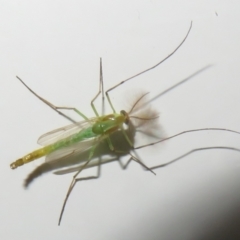 Chironomidae (family) (Non-biting Midge) at Fyshwick, ACT - 3 Mar 2022 by Christine