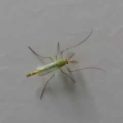 Chironomidae (family) at Fyshwick, ACT - 3 Mar 2022