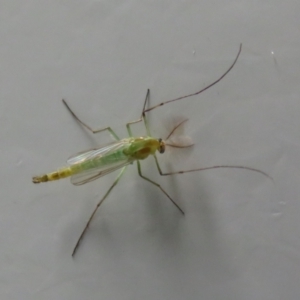 Chironomidae (family) at Fyshwick, ACT - 3 Mar 2022