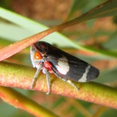 Eurymeloides pulchra (Gumtree hopper) at Flynn, ACT - 1 Mar 2022 by Christine