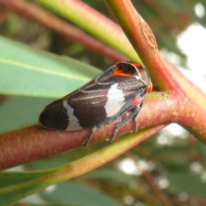 Eurymeloides pulchra at Flynn, ACT - 1 Mar 2022