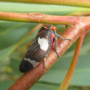 Eurymeloides pulchra at Flynn, ACT - 1 Mar 2022