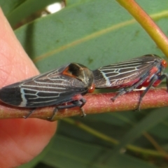 Eurymeloides lineata (Lined gumtree hopper) at Flynn, ACT - 1 Mar 2022 by Christine